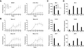 Epithelial — accounts for about half of mesotheliomas. Frequent Homozygous Deletions Of Type I Interferon Genes In Pleural Mesothelioma Confer Sensitivity To Oncolytic Measles Virus Journal Of Thoracic Oncology