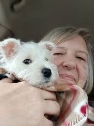 Cute Yorkies Pictures and Comments