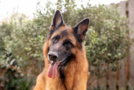 The black color commonly appears on the back and is described as a saddle, while it can also be seen on. German Shepherd Colors Don T Believe The Lies Pawleaks
