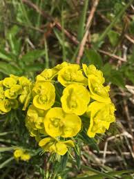 Image result for Euphorbia epicyparissias