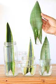 Propagate Sansevieria Snake Plant 3 Easy Ways Sansevieria Plant Snake Plant Propagation Propagating Plants