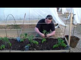 Kogda I Kak Vysazhivat Tomaty V Otkrytyj Grunt Youtube