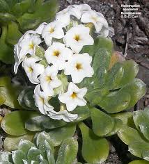 Image result for Heliotropium harareense