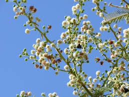 Image result for Acacia amythethophylla