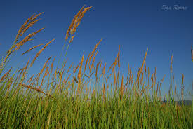 „dan, căpitan de plai este o operă epică, deoarece autorul îşi exprimă gândurile şi sentimentele în mod direct toate imaginile, textele sau alte materiale prezentate pe site sunt proprietatea referat.ro fiind interzisa reproducerea. Varsolt Danirosan S Blog