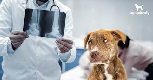 How long do dogs live with lung tumors? Osteosarcoma In Dogs Natural Alternatives Dogs Naturally