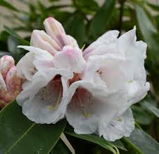 R Avalanche Early Large White With Maroon Blotch Photo By Jan R Fuller In 2020 Flowers Rhododendron Large White