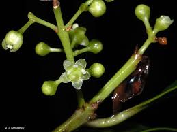 Image result for Pleurostylia