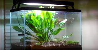 14 Best Fast Growing Aquarium Plants Without Co2 Aqua Goodness Planted Aquarium Floating Plants Plant Aquarium
