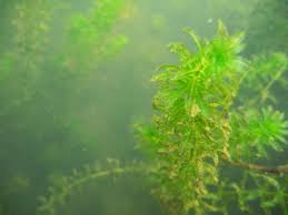 Image result for Hydrilla