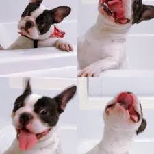 Compassionate veterinary care in san bernardino, ca. Pet Stores In San Bernardino Yelp