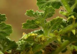 Image result for Coldenia procumbens