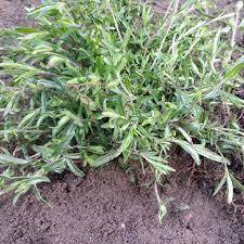 Find help & information on arenaria montana mountain daisy from the rhs. Arenaria Montana Mountain Sandwort In Gardentags Plant Encyclopedia