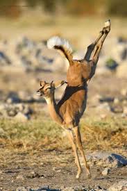 Joi De Vie Nature Animals Animals Animals Beautiful