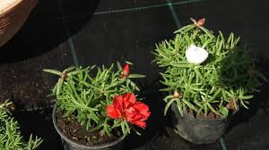 Republika češka južna moravska ivančice. Ljetnice Za Balkone Koje Vole Susu Dom Na Kvadrat