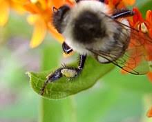Tadpole bee's favorite type of treat is blueberries. Pollen Basket Wikipedia