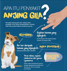 Bila orang terinfeksi bersin dan terdapat lender yang masuk secara langsung pada mata,hidung dan mulut dari orang lain. Tingkat Pemantauan Kes Penyakit Anjing Gila Di Kawasan Daerah News Rojak Daily