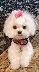 Say Hi To Chibi Maltese Dogs Maltese Puppy Cute Dogs