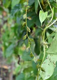 Image result for Dioscorea alata
