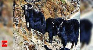 Sikkim animals images with name. Yaks Find A Home In Arunachal Sikkim Numbers Down Elsewhere Guwahati News Times Of India