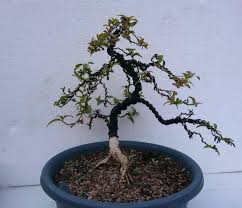 Image result for Heteropyxis natalensis