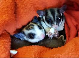 Are Sugar Gliders A Good Pet For You Critter Love Sugar Glider Pets Food More