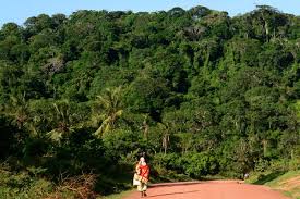 Image result for Calycosiphonia spathicalyx