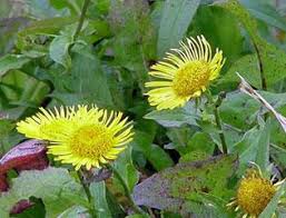 Image result for Inhambanella