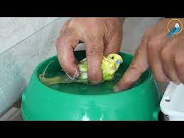 muhabbet kusu nasil yikanir muhabbet kusu banyo yaptirma youtube 2021 muhabbet kuslari kus banyo kusu