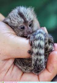 24 Pygmy Marmoset Ideas Pygmy Marmoset Animals Wild Animals Beautiful