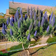 Image result for Equilabium pauciflorum