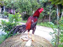6 Cara Supaya Ayam Bangkok Menang Pertarungan Ayam Juara Ayam Beternak Ayam Bangkok