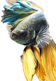 A wide variety of siamese fish fighting options are available to you, such as material, feature, and aquarium & accessory type. Visarute Angkatavanich Siamese Fighting Fish Pretty Fish Betta