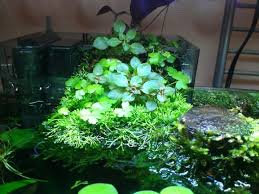 Pin On Fish Keeping