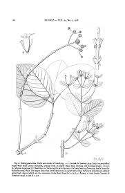 Image result for Sabicea bequaertii