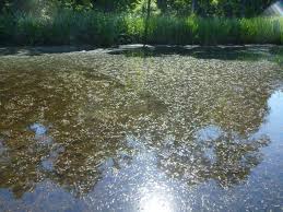 Image result for Hydrilla