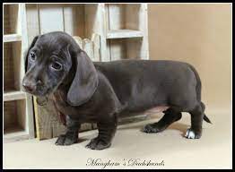 Visit us now to find the right dachshund for you. Mangham S Dachshunds Home