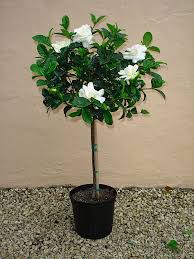 Table of contents growing gardenias in pots or tubs video: Best Fertilizer For Potted Gardenias Cromalinsupport