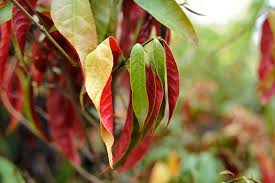 Image result for Excoecaria