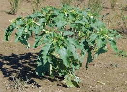 Image result for Datura stramonium