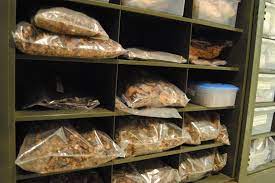Seed banks have always served as important repositories of biodiversity. Brazil S Plant Biodiversity Still Not Fully Present In Its Seed Banks