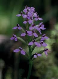 Image result for Cynorkis kassneriana