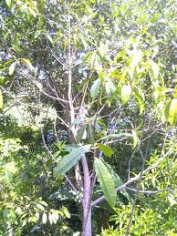 Diunggah ke flora & fauna — 1 tahun yang lalu. Triss Triss120392 Twitter