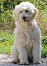 The f2b goldendoodle means there is a mix of generations also referred to as multigenerational doodles. Moms Forever Friends Goldendoodles