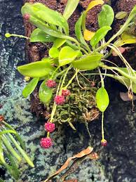 Image result for Hypertelis umbellata