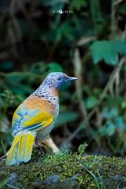 Image result for Erythrocephalum