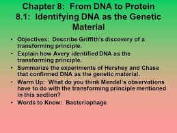 These amino acids are added in sequence to form a. Chapter 8 From Dna To Protein 8 Ppt Download