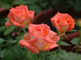 Nama bunga paling cocok untuk nama depan. Daftar Nama Bunga Lengkap Beserta Gambar Dan Penjelasannya Bibitbunga Com