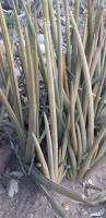 Image result for Sansevieria pearsonii