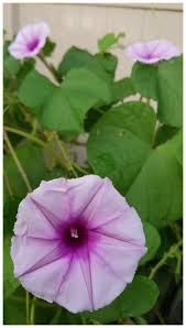 Image result for Ipomoea turbinata